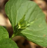 violka divotvárná <i>(Viola mirabilis)</i> / Květ/Květenství