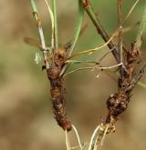 violka divotvárná <i>(Viola mirabilis)</i> / Zásobní orgán/orgán klonálního růstu