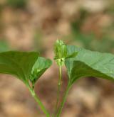 violka divotvárná <i>(Viola mirabilis)</i> / Habitus