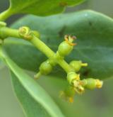 ochmet evropský <i>(Loranthus europaeus)</i> / Květ/Květenství