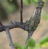 ochmet evropský <i>(Loranthus europaeus)</i> / Větve a pupeny