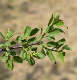 ochmet evropský <i>(Loranthus europaeus)</i> / List