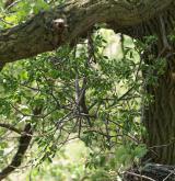 ochmet evropský <i>(Loranthus europaeus)</i> / Habitus