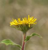 oman srstnatý <i>(Inula hirta)</i> / Květ/Květenství
