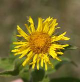 oman srstnatý <i>(Inula hirta)</i> / Květ/Květenství