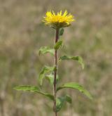 oman srstnatý <i>(Inula hirta)</i> / Habitus