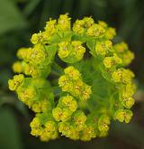 pryšec vrbolistý <i>(Euphorbia salicifolia)</i> / Květ/Květenství