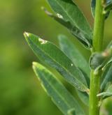 pryšec vrbolistý <i>(Euphorbia salicifolia)</i> / List