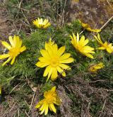 hlaváček jarní <i>(Adonis vernalis)</i> / Habitus