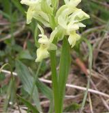prstnatec bezový <i>(Dactylorhiza sambucina)</i> / Habitus