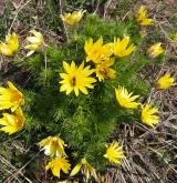 hlaváček jarní <i>(Adonis vernalis)</i> / Habitus