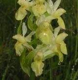 prstnatec bezový <i>(Dactylorhiza sambucina)</i> / Květ/Květenství