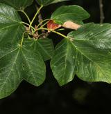 javor okrouhlolistý <i>(Acer ×rotundilobum)</i> / List