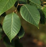 bříza  <i>(Betula luminifera)</i> / List