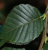 bříza užitečná <i>(Betula utilis)</i> / List