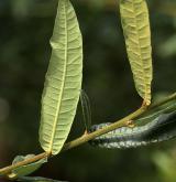 dub  <i>(Quercus crassipes)</i> / List