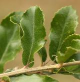 dub  <i>(Quercus dolicholepis)</i> / List