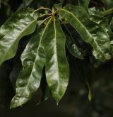 dub Leův <i>(Quercus ×leana)</i> / List