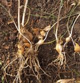 česnek viničný <i>(Allium vineale)</i> / Zásobní orgán/orgán klonálního růstu