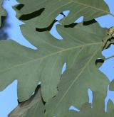 dub Schuetteův <i>(Quercus ×schuettei)</i> / List