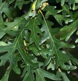 dub bílý <i>(Quercus alba)</i> / List
