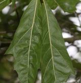 dub různolistý <i>(Quercus ×heterophylla)</i> / List