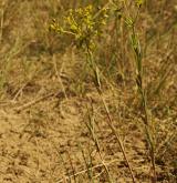 pryšec sivý <i>(Euphorbia seguieriana)</i> / Habitus