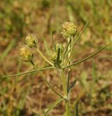 jitrocel písečný <i>(Plantago arenaria)</i> / Květ/Květenství