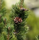 borovice kleč <i>(Pinus mugo)</i> / Větve a pupeny