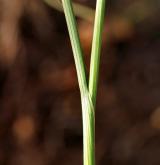 česnek viničný <i>(Allium vineale)</i> / List