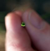 česnek viničný <i>(Allium vineale)</i> / List