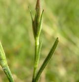 hvozdík svazčitý <i>(Dianthus armeria)</i> / Ostatní
