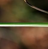 česnek viničný <i>(Allium vineale)</i> / List