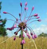 česnek kýlnatý <i>(Allium carinatum)</i> / Květ/Květenství