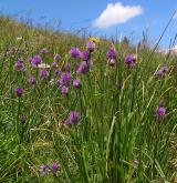 pažitka pobřežní <i>(Allium schoenoprasum)</i>