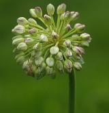 česnek hadí <i>(Allium victorialis)</i> / Květ/Květenství