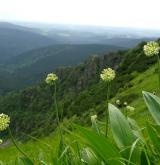 česnek hadí <i>(Allium victorialis)</i> / Habitus
