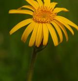 prha arnika <i>(Arnica montana)</i> / Květ/Květenství