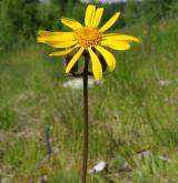 prha arnika <i>(Arnica montana)</i> / Květ/Květenství