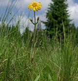 prha arnika <i>(Arnica montana)</i> / Habitus