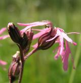 kohoutek luční <i>(Lychnis flos-cuculi)</i> / Květ/Květenství