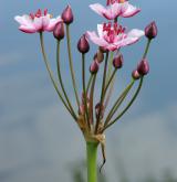 šmel okoličnatý <i>(Butomus umbellatus)</i> / Květ/Květenství