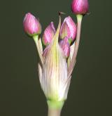 šmel okoličnatý <i>(Butomus umbellatus)</i> / Květ/Květenství