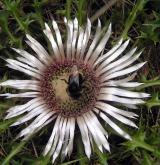 pupava bezlodyžná <i>(Carlina acaulis)</i> / Květ/Květenství