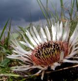 pupava bezlodyžná <i>(Carlina acaulis)</i>