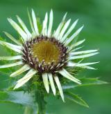 pupava obecná <i>(Carlina vulgaris)</i> / Květ/Květenství