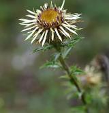 pupava obecná <i>(Carlina vulgaris)</i> / Květ/Květenství