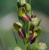 vemeníček zelený <i>(Coeloglossum viride)</i> / Květ/Květenství