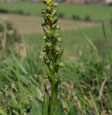 vemeníček zelený <i>(Coeloglossum viride)</i> / Habitus