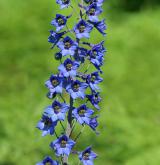 stračka vyvýšená <i>(Delphinium elatum)</i> / Květ/Květenství